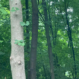 Pressure (feat. TearsAllDried) (Explicit)