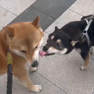 舔狗情歌 (伴奏)