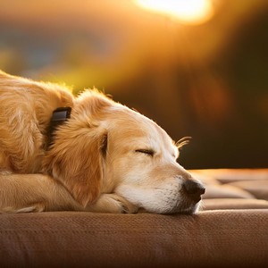 Suaves Ronroneos De Guitarra