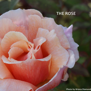 The Rose