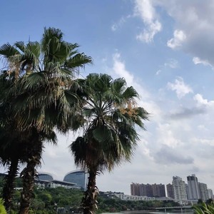 张姗姗 - 轻轻的离开