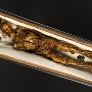 Tear Out Her Guts, Im Hungry (Explicit)