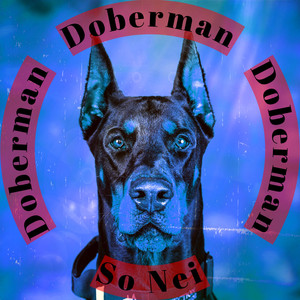 Doberman