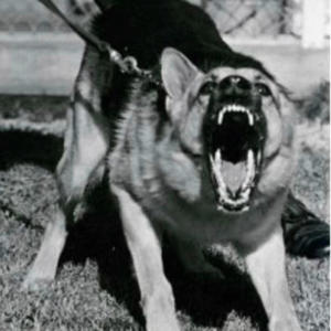 Barking (feat. (Baby Gees) & Loww Asab) (Explicit)