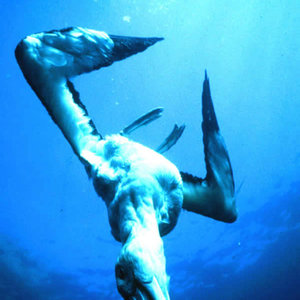 Albatross Confessions (David Sense Electro Dub Remix)