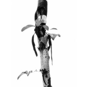 Rebirth (feat. Fede Giraudo)