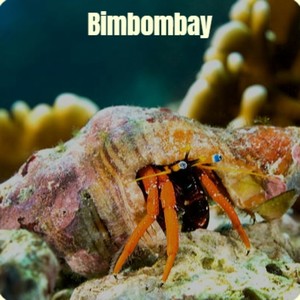 Bimbombay