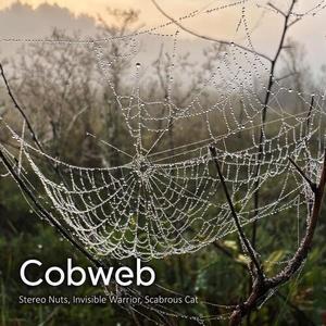 Cobweb