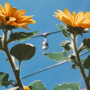 i miss this (distant) (Explicit)