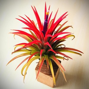 走了多久-伴奏 (伴奏)