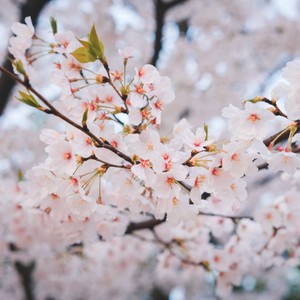 你的笑，晕开了四季