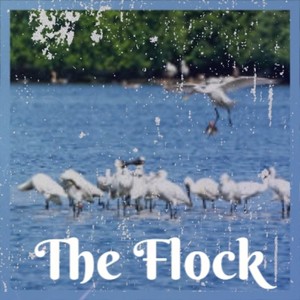 The Flock