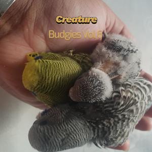 Budgies, Vol. 6