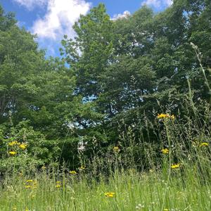 white noise (Explicit)