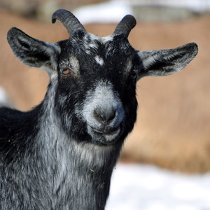 cuánto vale? (Explicit)