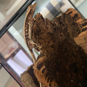 AYECH VEE TEE EM (Explicit)