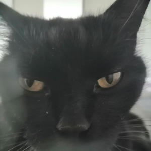 NIKEBIANKE (Explicit)