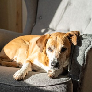 Ritmos Relajantes Para Los Perritos