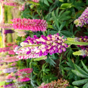 Whisper of Purple Dreams