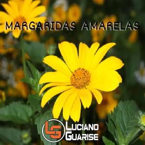 Margaridas Amarelas