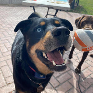 Wii remote (Explicit)