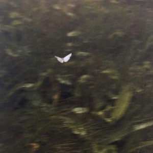 fuvallat (Explicit)
