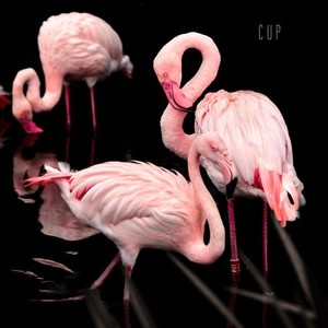 Cup (Slowed|Reverb)