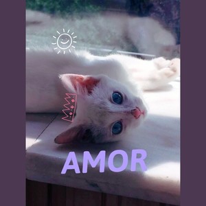 AMOR