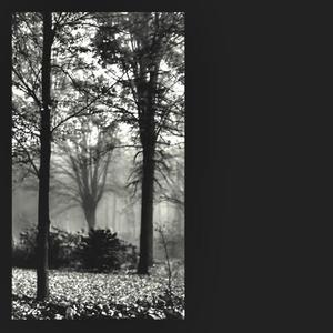 fog descends upon the monastery garden