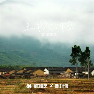 软直令 (郁金香版)