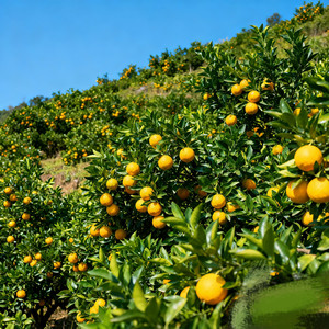 麻阳冰糖橙香满中国