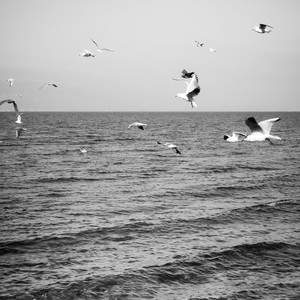 Birds Fly High (Explicit)