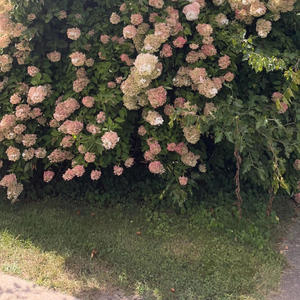 a vile, vile world (feat. wydsonni) (Explicit)