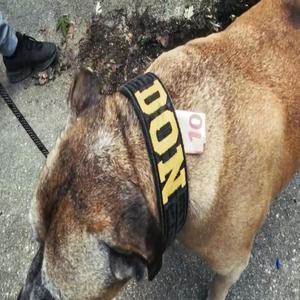 10 eura komad (Explicit)