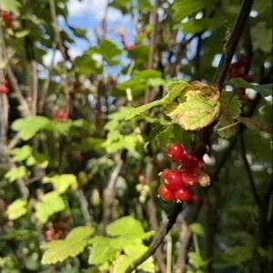 Redcurrant