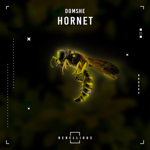 Hornet