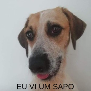 Eu VI Um Sapo