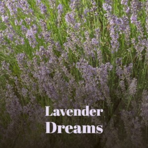 Lavender Dreams