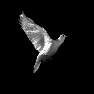 Bridesgroom (feat. k-means) (Explicit)