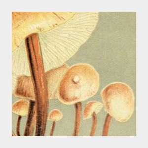 Fell into the Stream