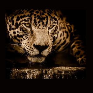 CALL (feat. ReekRoxk Kable) (Explicit)