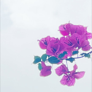 落花风起时伴奏 (伴奏)