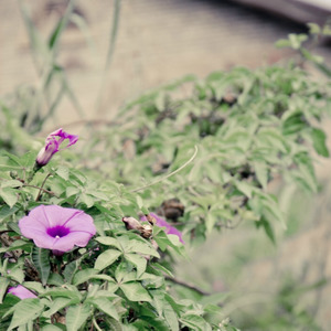 牵牛花 (时光版)