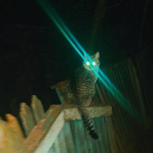 Парова Машина (feat. Markiza) (Ukrainian Phonk)