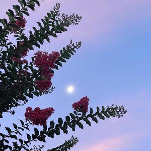 MIDNIGHT SUN (Inst.)