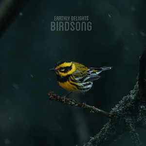 Birdsong