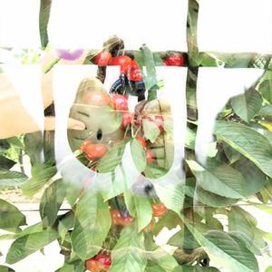 Cherry Day (Explicit)