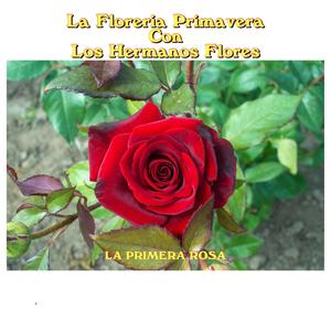 La Primera Rosa