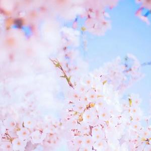 樱花樱花想见你 (COVER版)