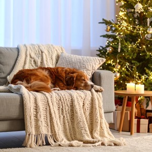 Melodías Lofi De Suave Pets